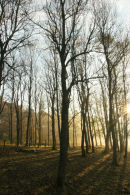 07-3741 Autumn Light and Mist in Birch Woodland Teesdale County Durham